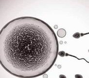 2026年甲减做三代试管的流程是怎么样的？要花费多少钱？